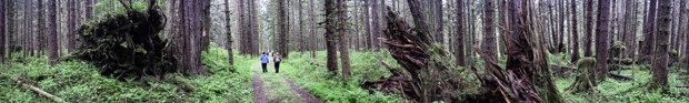 2 Alaskan travelers hiking on a trail in a Alaskan forest.