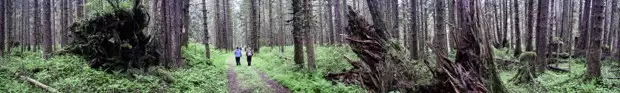 2 Alaskan travelers hiking on a trail in a Alaskan forest.