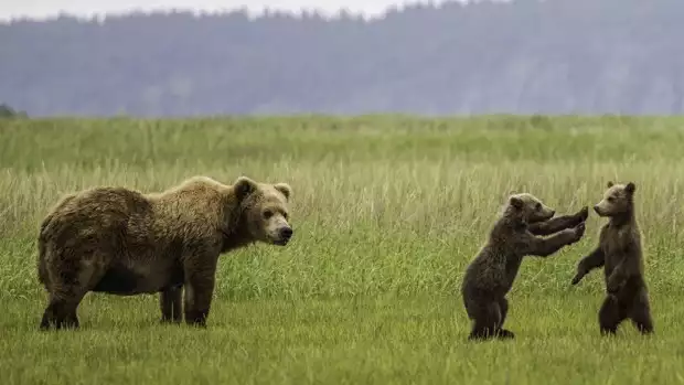 Alaskan brown bear and two small cubs playing in the grass.