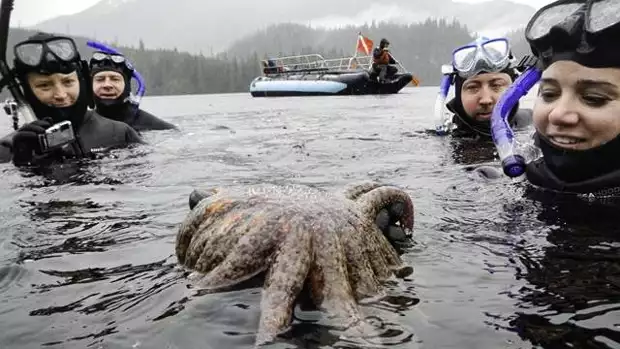 A group of Alaskan travelers and guide snorkeling looking at a starfish with a zodiac behind them.