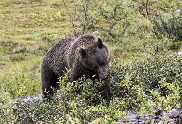 Brown bear seen from land tour in Denali National Park in Alaska. 