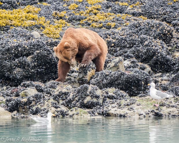 Alaskan brown bear scraping mussels from a low tidal flat.