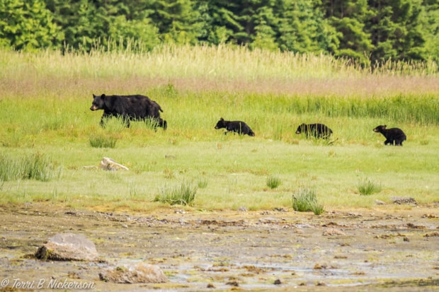 Family of black bear and 3 cubs walking in a green pasture in Alaska.