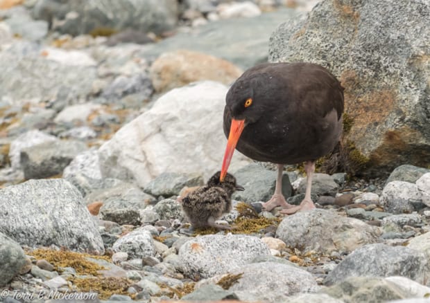 Red billed oyster catcher with a chick on a rocky coast line.