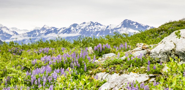 Purple lupins spread throughout a hillside of green bush and trees with snow capped mountains.