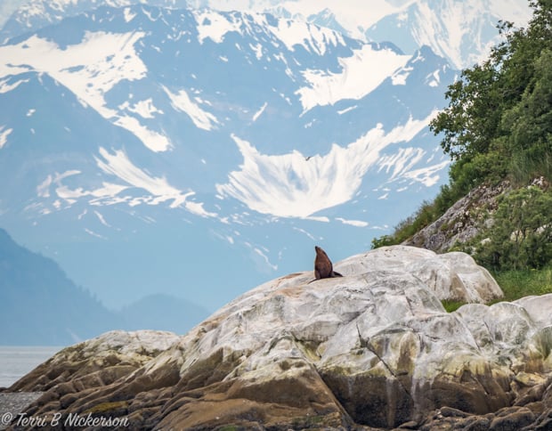 Lone sea lion sitting on a rock off the Alaskan coast with snowcapped mountains.