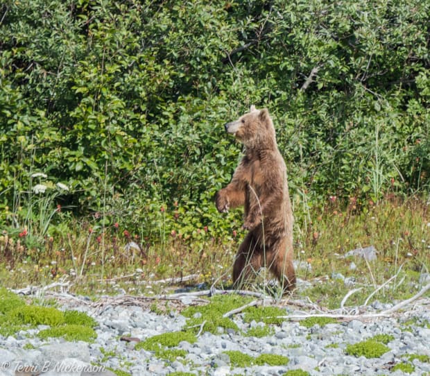 Alaskan brown bear standing on its hind legs looking out on a rocky shoreline.