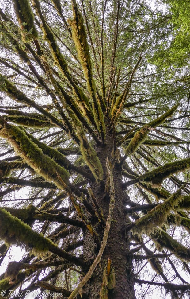 Lichen covered pine hemlock tree.