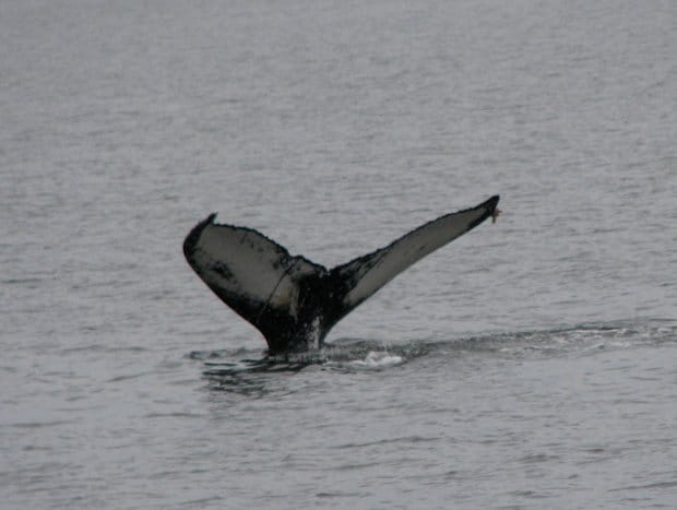 A whale tail sticking out of the ocean water in Alaska. 