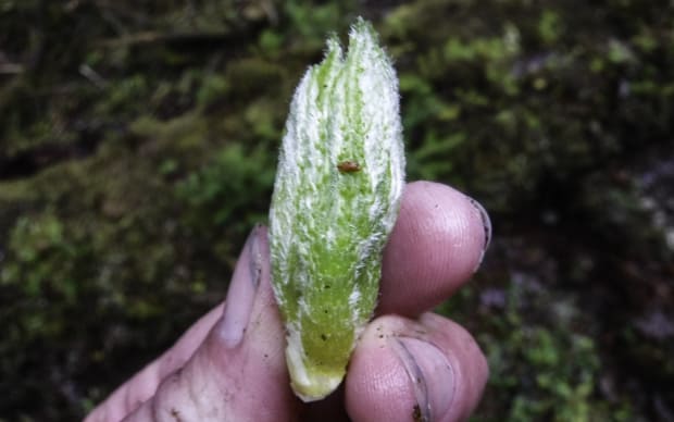 Alaskan guide holding a green pod in the Alaskan wilderness.