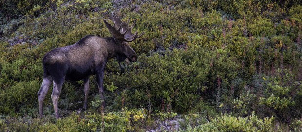 A large moose with a full rack standing in the tundra of Alaska.