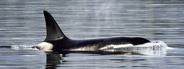 A single orca whale swimming above water.