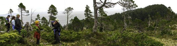 A group of Alaskan hikers standing in a bog in Alaska.