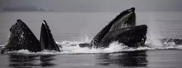 2 humpback whales coming out of the Alaskan waters with their mouths open.