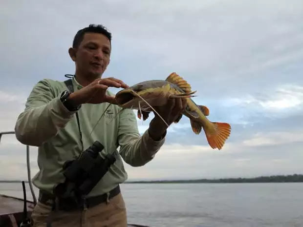 A guide holding a large catfish caught in the Peruvian Amazon river. 