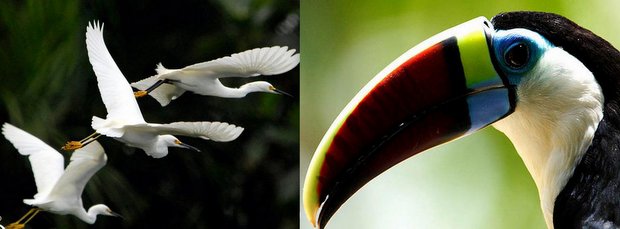 Amazon bird species seen on excursions from a small ship river cruise. 