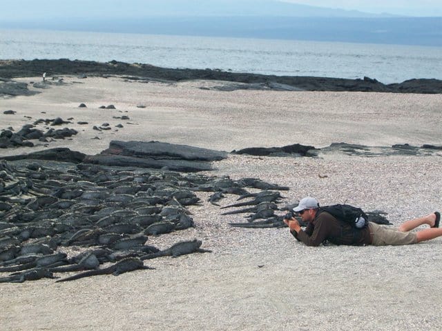 A very large group of Galapagos marine iguanas and a traveler photographing on a sandy beach.