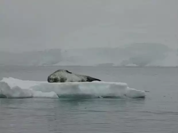 Lone seal resting on a small iceberg in Antarctica seen from a small cruise ship. 