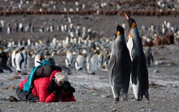 Penguins seen on a land excursion from a small ship expedition cruise in Antarctica. 