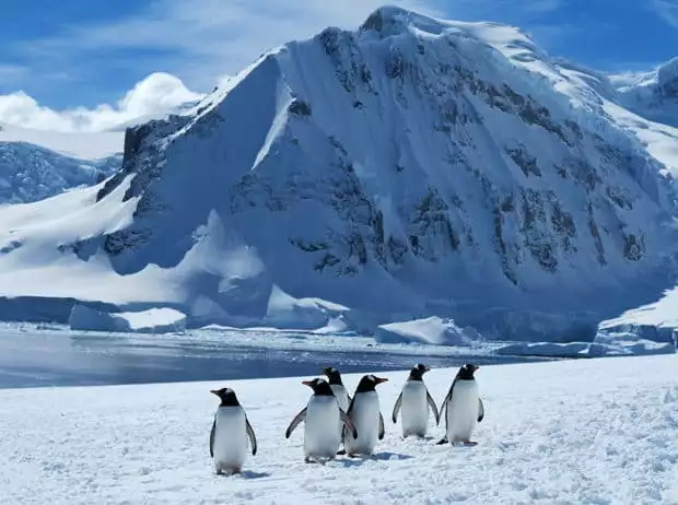 Small group of penguins walking on snow near the ocean in Antarctica