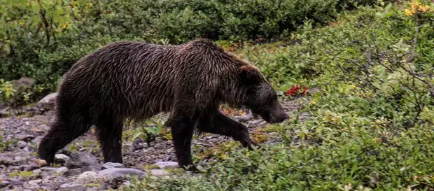 Bear seen from a land tour to Denali National Park Alaska. 
