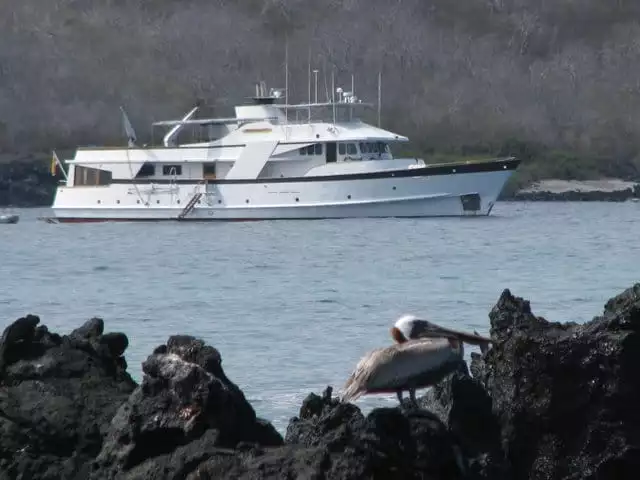 Small ship cruise the Beluga anchored off the coast with a pelican on volcanic rock in the Galapagos.