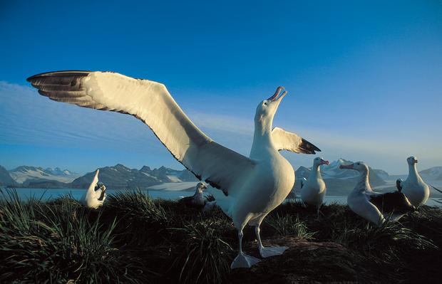 Albatross seen from a small ship expedition cruise in Antarctica. 