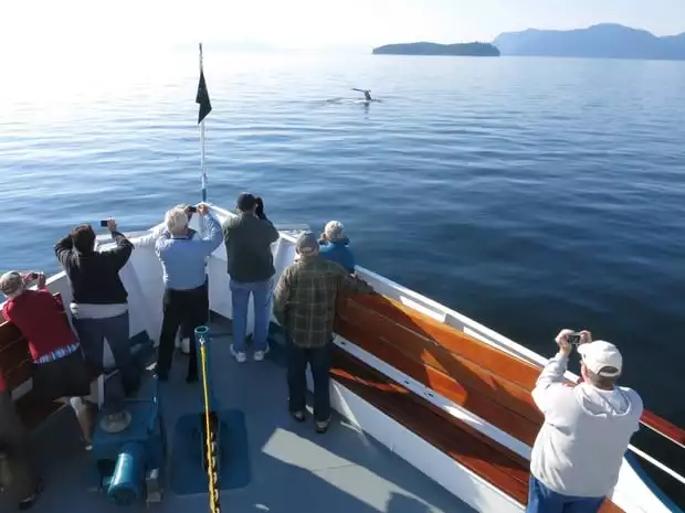 Guests on the bow of a small ship cruise in Alaska taking pictures of a whale breaching nearby. 