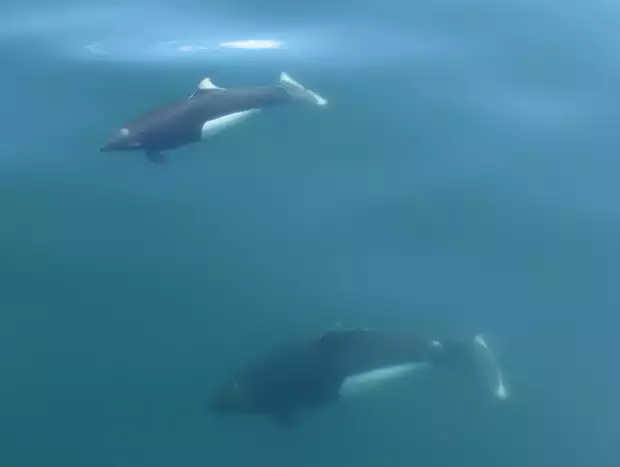 Two Orcas swimming beneath the ocean surface in Alaska. 