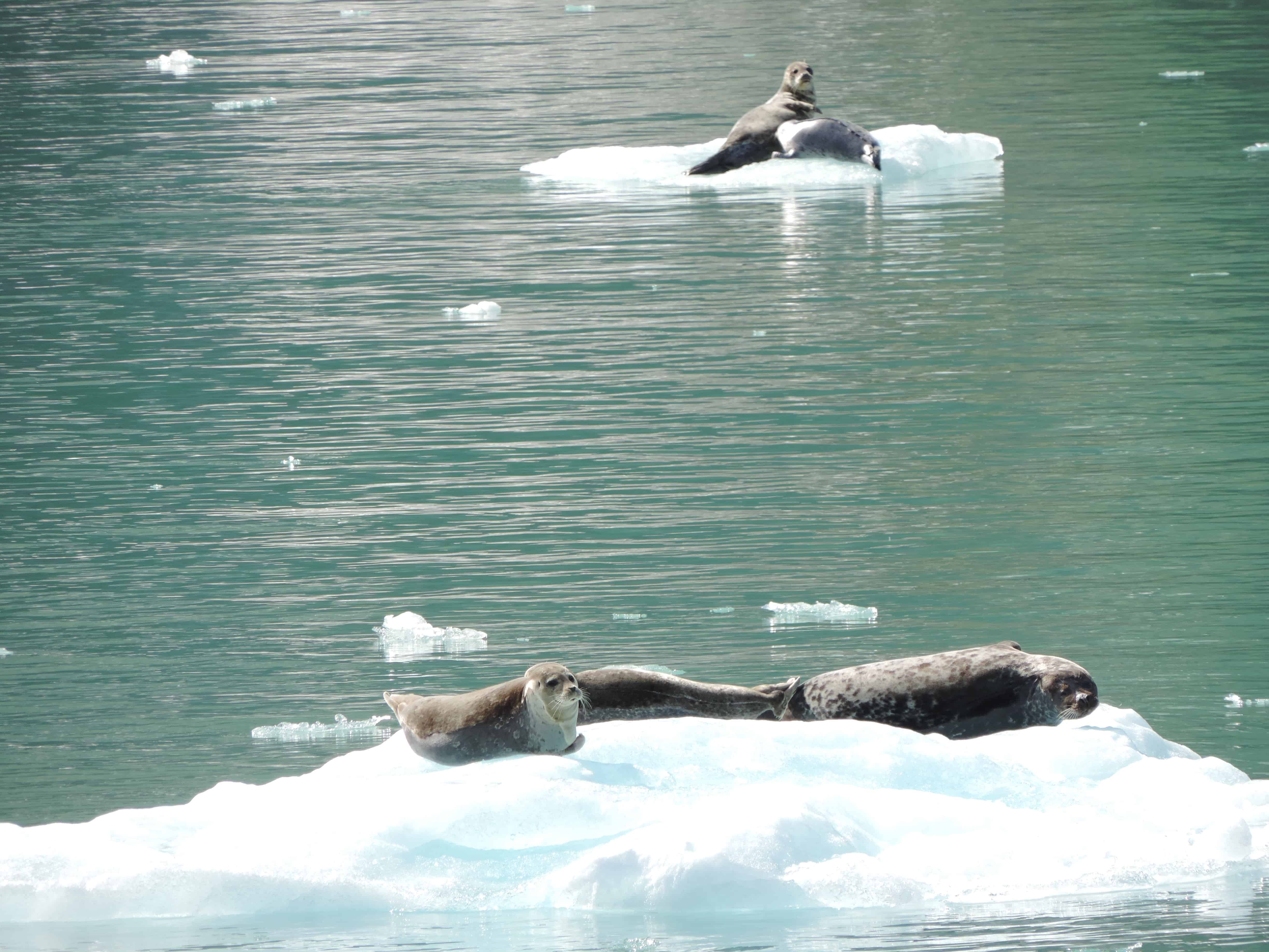 Seals on icebergs seen from a  small ship cruise in Alaska. 