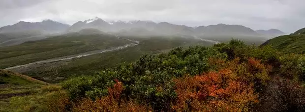 Wildflower and mountain range in a misty setting in Alaska. 