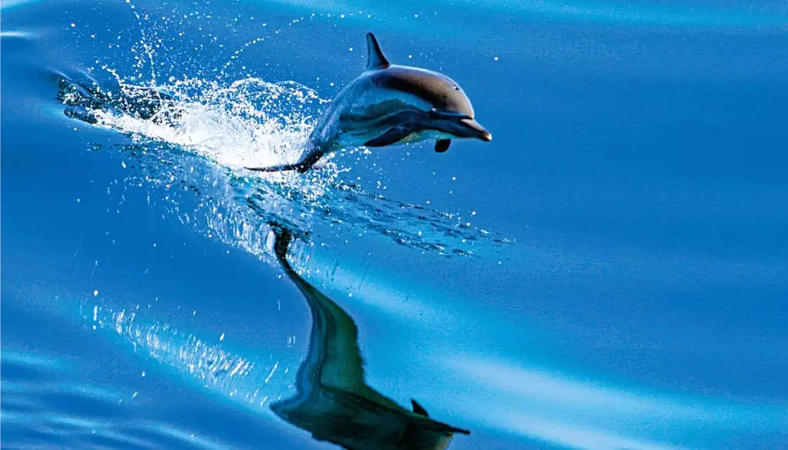 dolphin jumping out of the water in baja