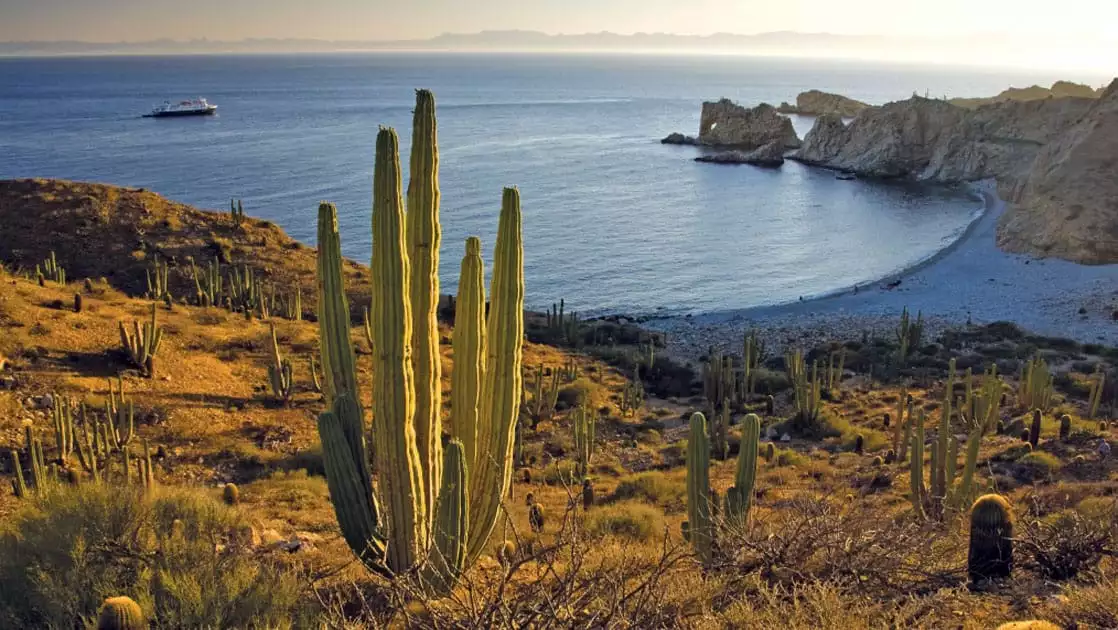 cactus in the foreground with a small ship in the background in Baja