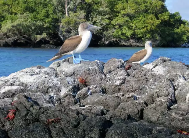 2 Blue Footed Boobies perched on a band of rocks with red Sally Lightfoot Crabs scampering about in the Galapagos.