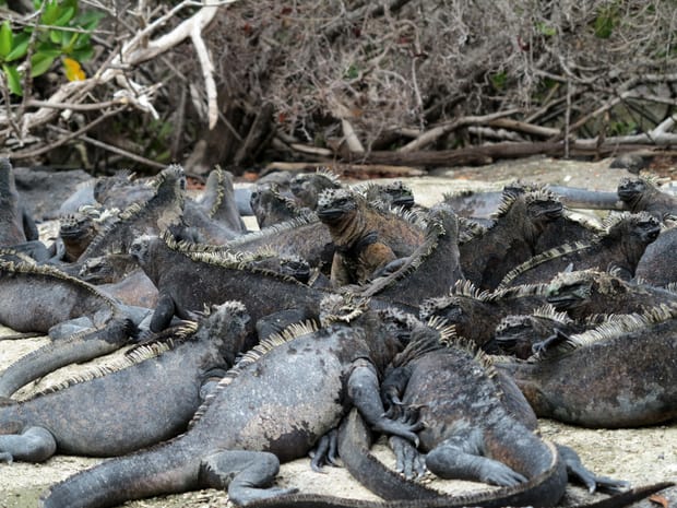 A large group of black marine iguanas sunbathing on top of each other on a beach in the Galapagos.