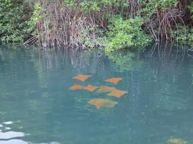 Group of orange rays in a mangrove forest of Elizabeth Bay.