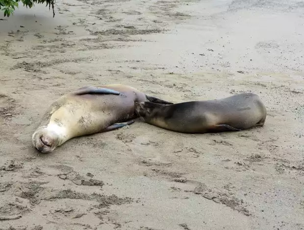 2 small sea lions sleeping on a sandy beach in the Galapagos.