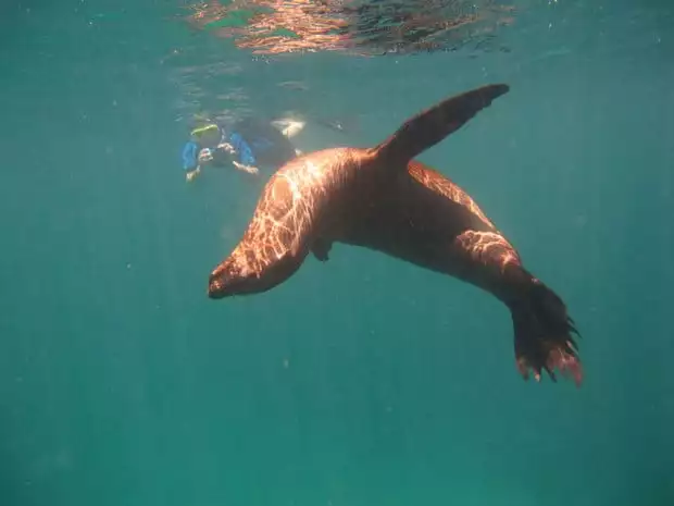 Galapagos traveler swimming with a single sea lion in the Galapagos.