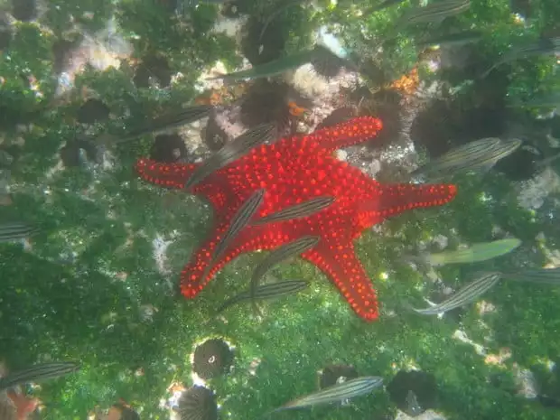 Vibrant red starfish and with small fish swimming and sea urchins on the tidal floor in the Galapagos.