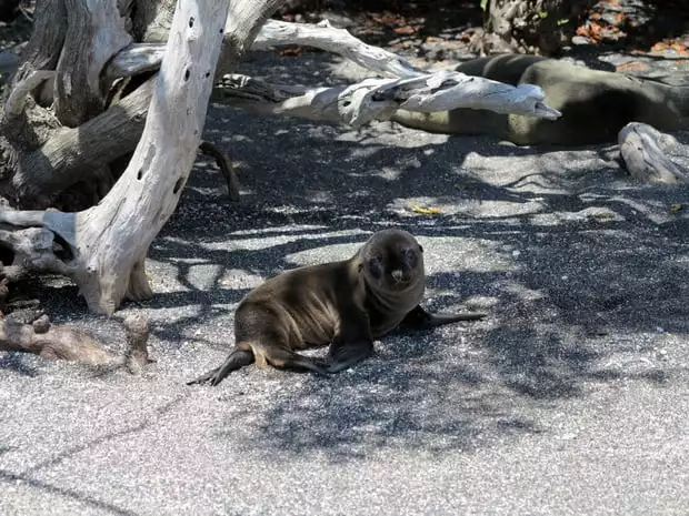 Lone sea lion pup lounging in the shade on a beach in the Galapagos.