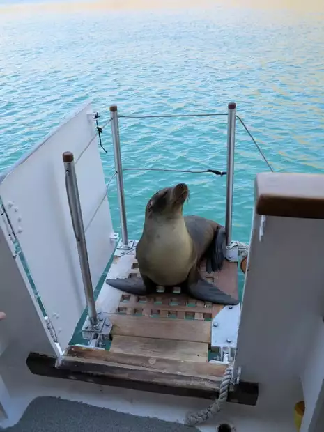 A single sea lion resting on the boat landing of the Beluga small ship vessel.