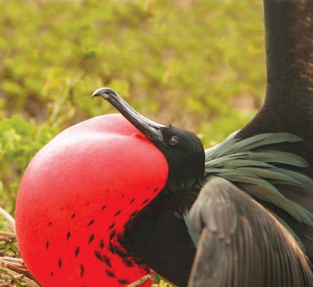 Frigate bird seen on land excursion off Galapagos small ship cruise. 