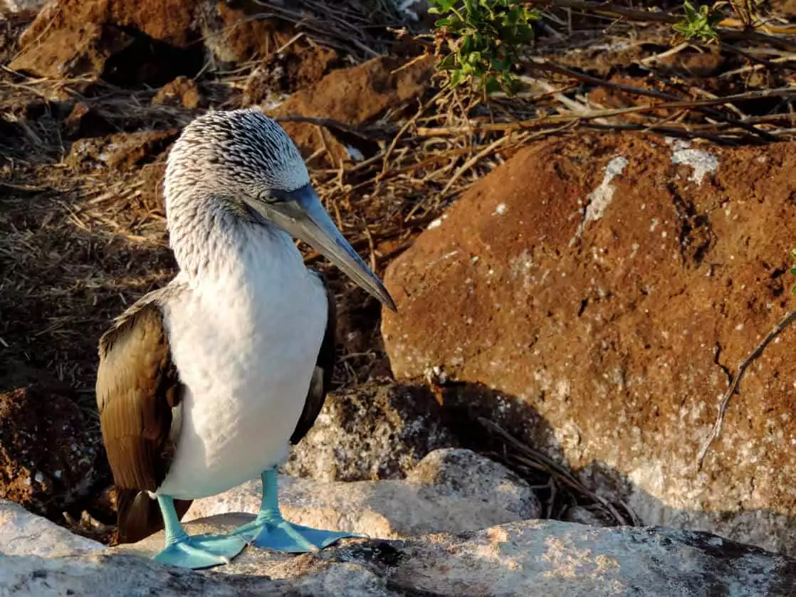 A Blue Footed Booby standing on a rocky shore in the Galapagos.