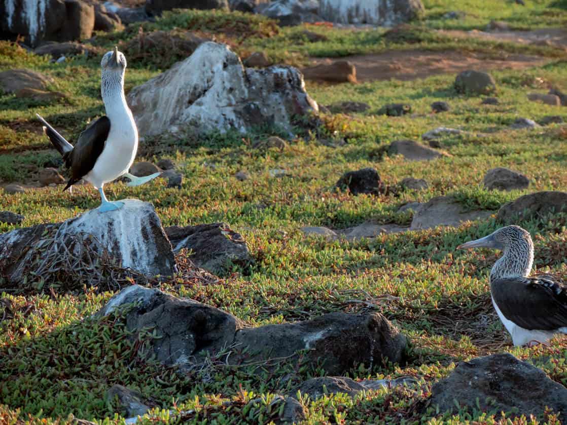 1 Blue Footed Booby dancing and singing on a rock to another Booby perched on a rock in the Galapagos.