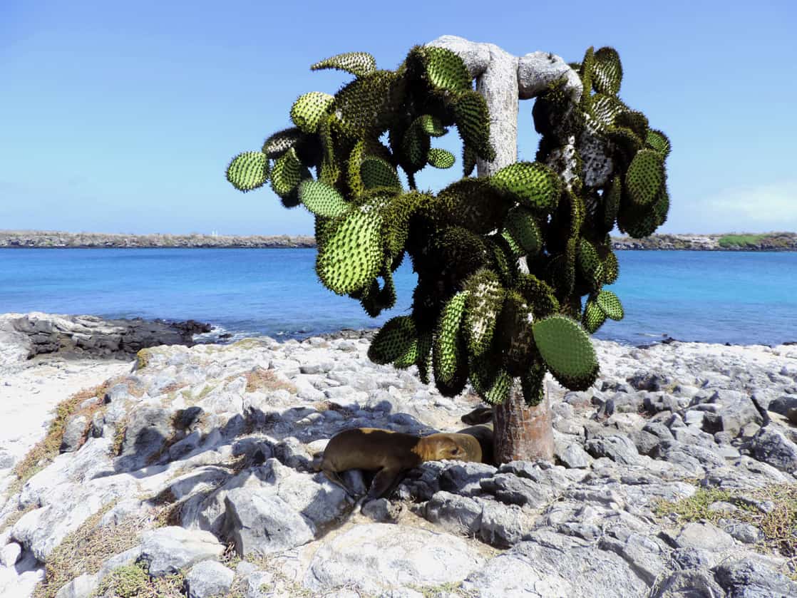 Prickly coastline cactus on a rocky surface off the coast of a Galapagos Island.