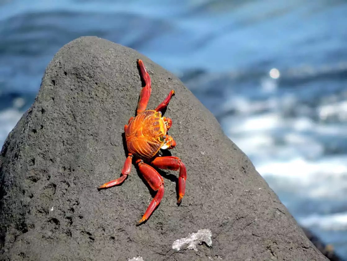 Red and yellow Sally Lightfoot crab crawling on a rock next to the ocean.