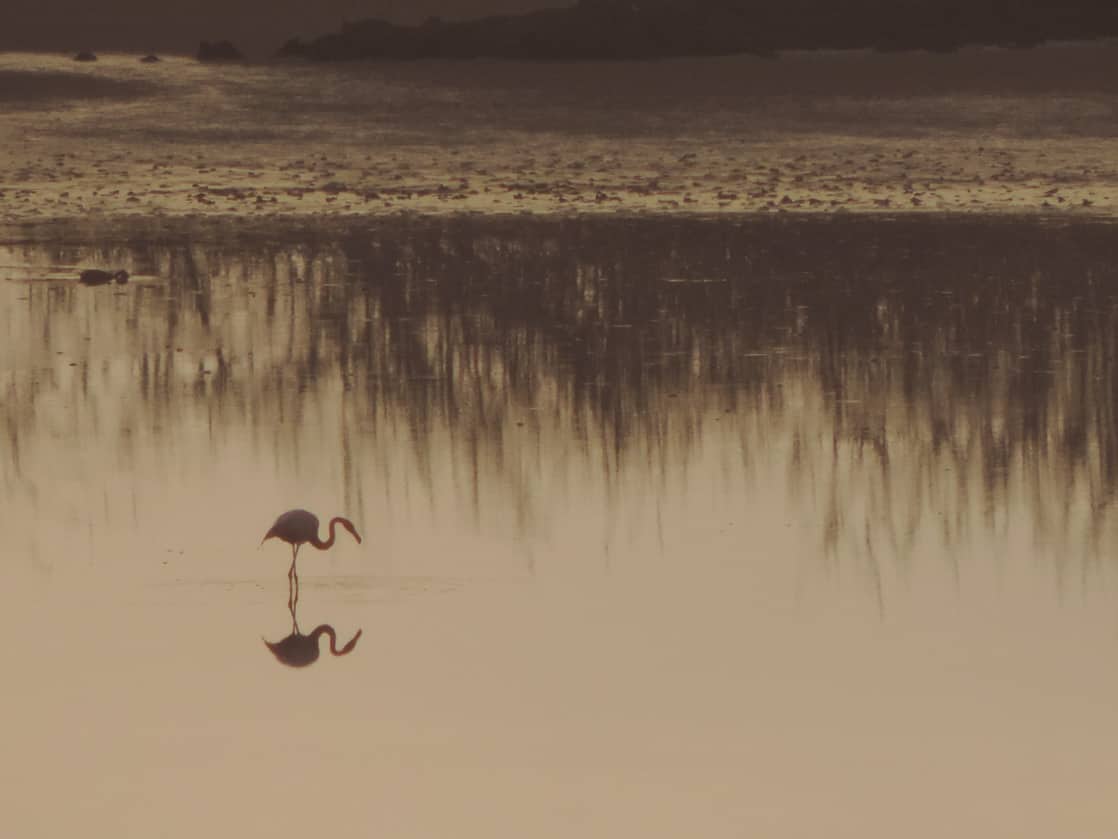 Single flamingo standing on a shallow pond at sunset.