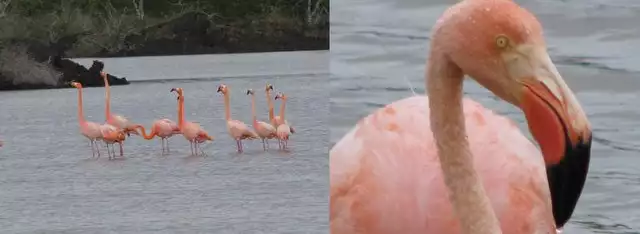 Group of pink flamingos wading in a lake and a close up of pink flamingo in the Galapagos.