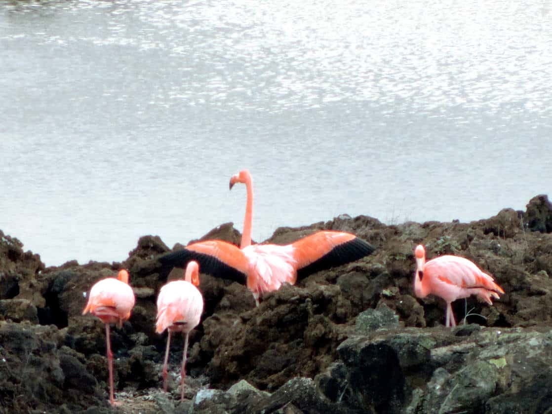 4 flamingos on a rocky shoreline with one flamingo with it's wings out.