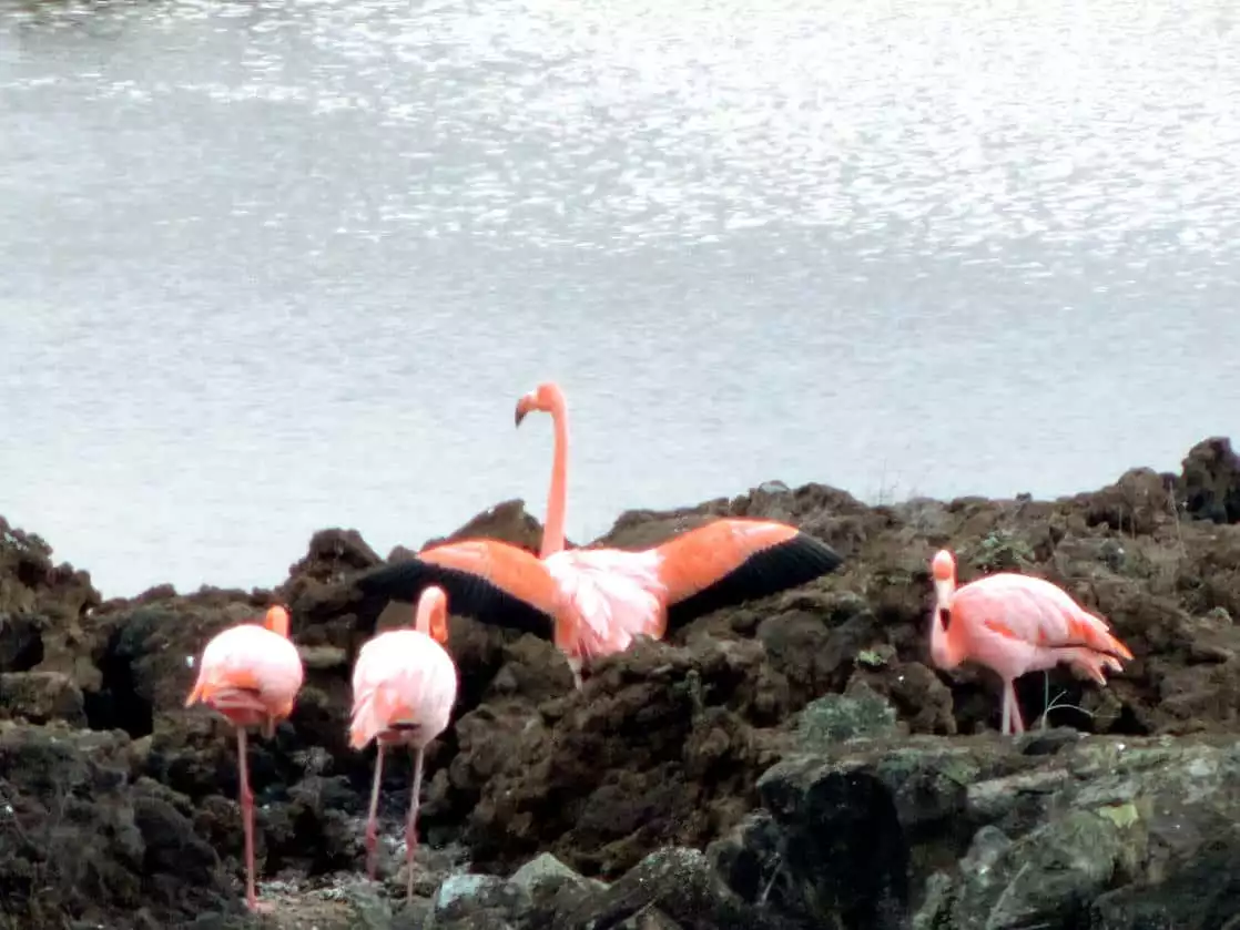 4 flamingos on a rocky shoreline with one flamingo with it's wings out.